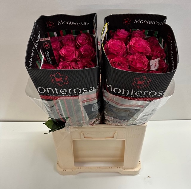 Rosa ec lola MR.jpg
